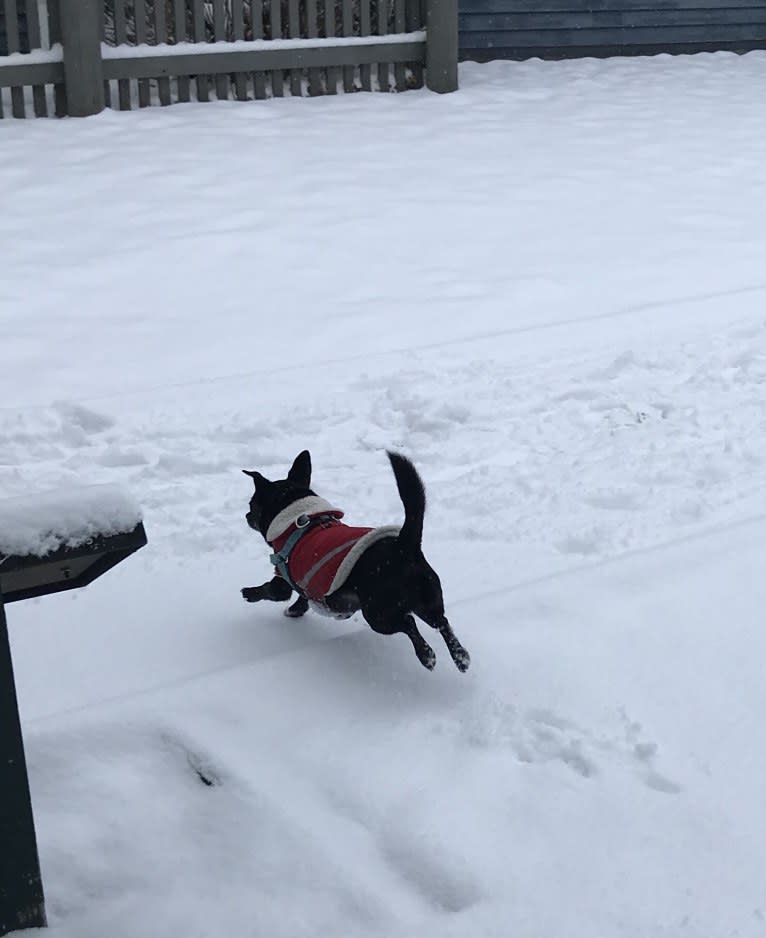 Remy, a Chihuahua and Poodle (Small) mix tested with EmbarkVet.com