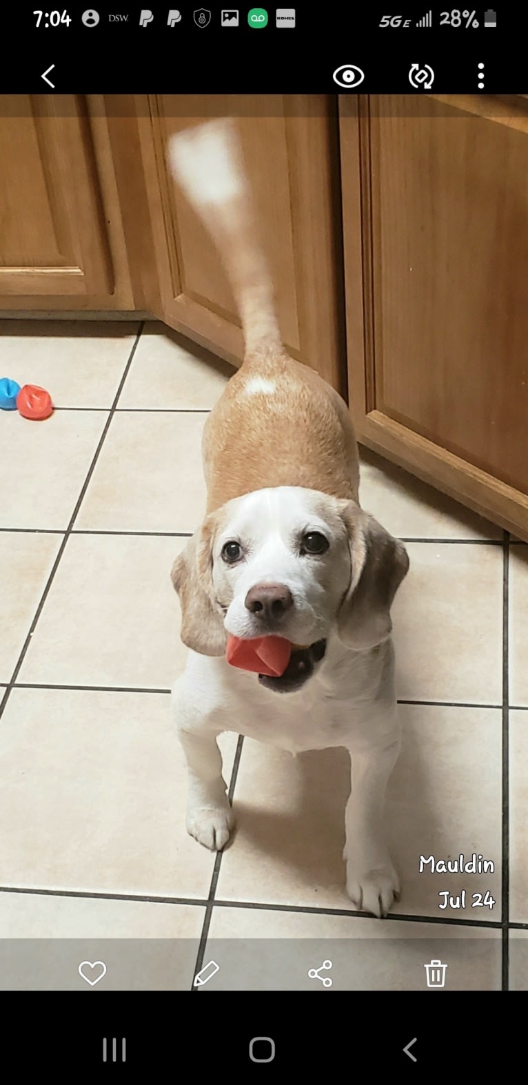 BB (Big Boy), a Beagle tested with EmbarkVet.com