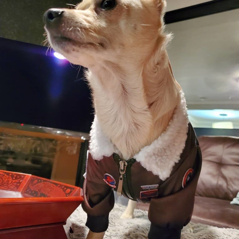 Photo of Austin "Sausage" Kim, a Poodle (Small), Chihuahua, and Mixed mix in Santa Monica, California, USA