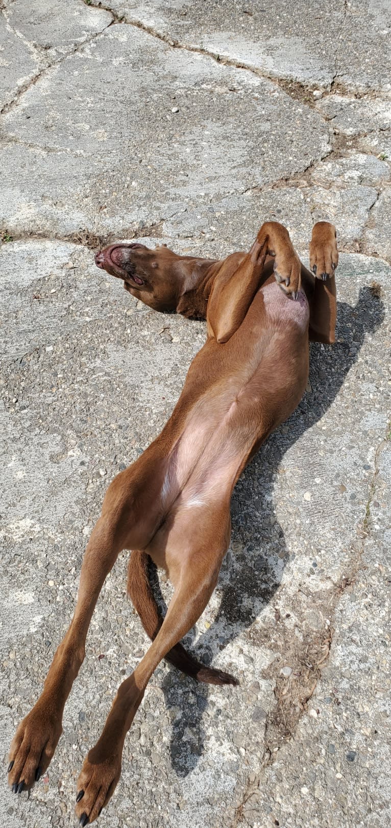 Dakota, a Chesapeake Bay Retriever and German Shorthaired Pointer mix tested with EmbarkVet.com