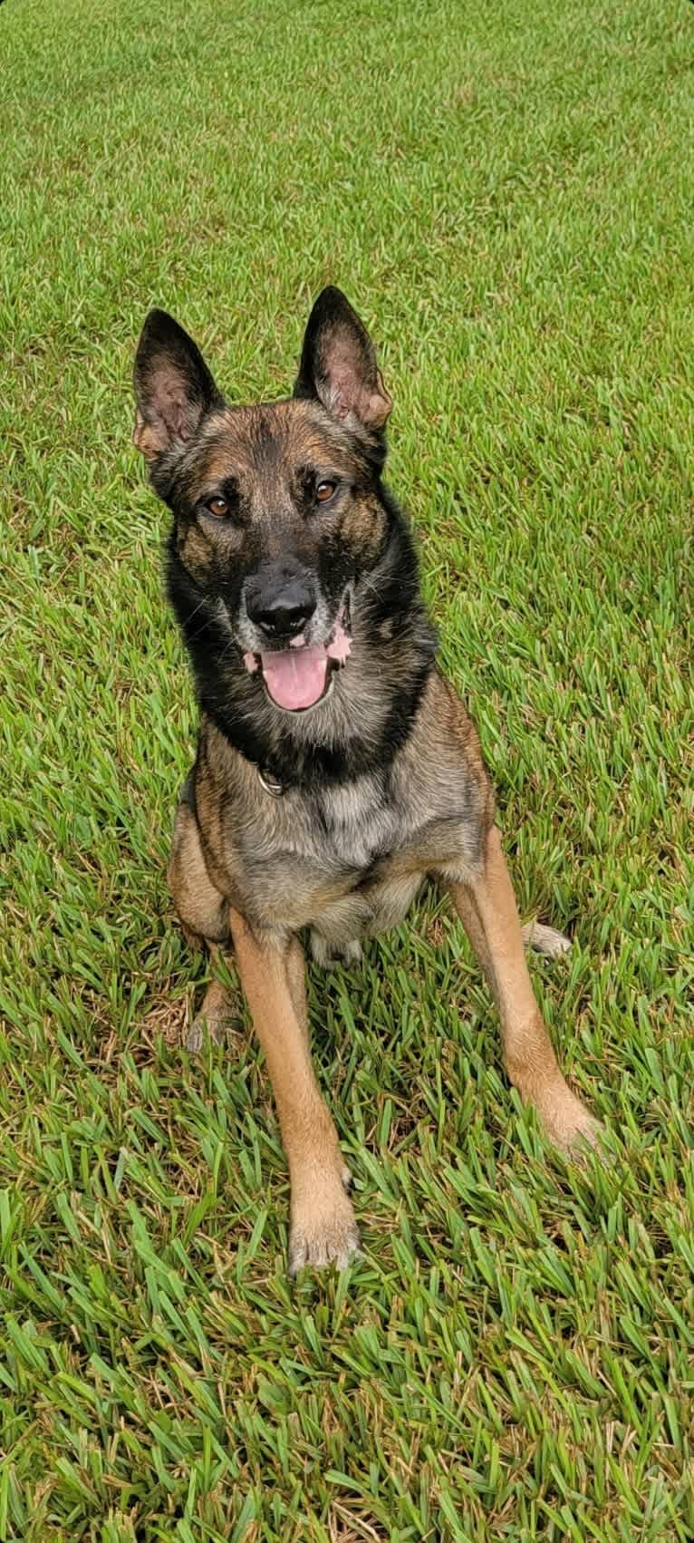Jagger, a Belgian Malinois and German Shepherd Dog mix tested with EmbarkVet.com