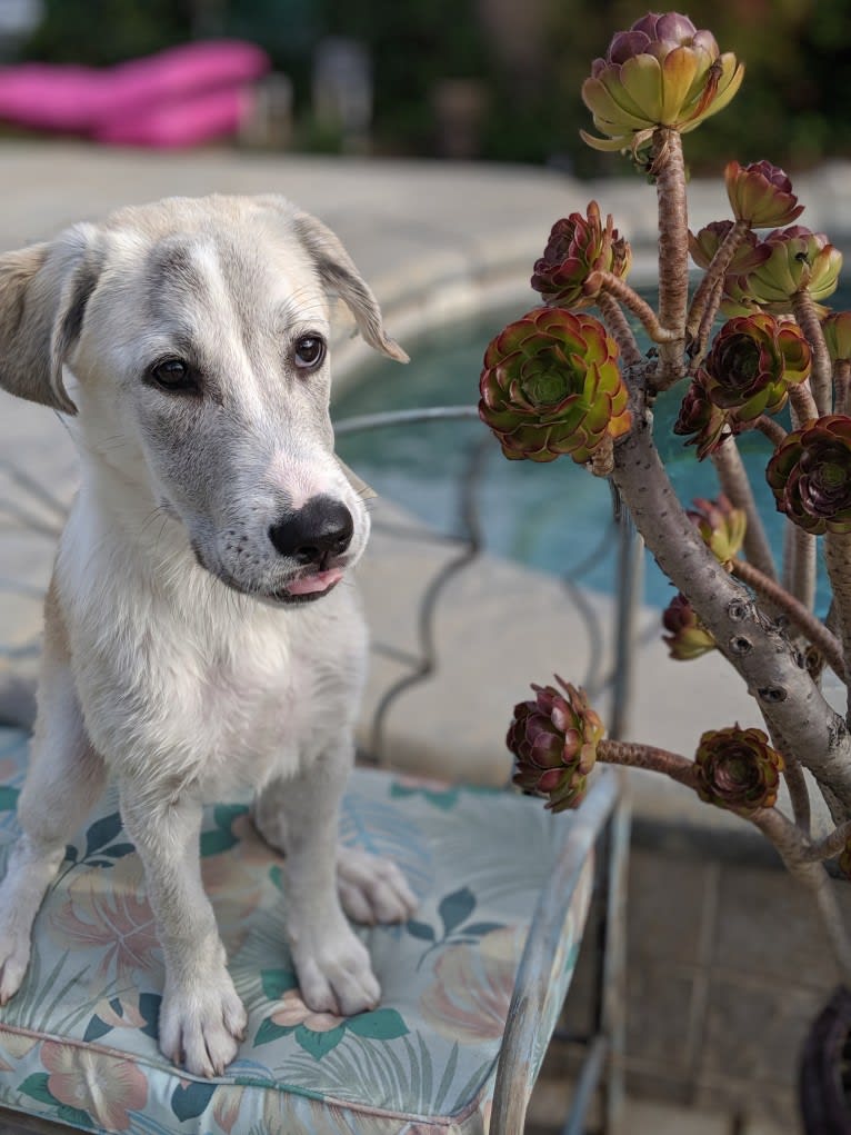 Juno, a Labrador Retriever and Siberian Husky mix tested with EmbarkVet.com