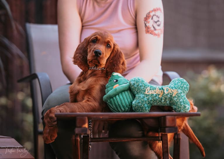 Jak, an Irish Setter tested with EmbarkVet.com