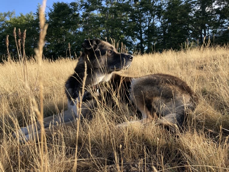 Duke, a German Shepherd Dog and Spanish Galgo mix tested with EmbarkVet.com