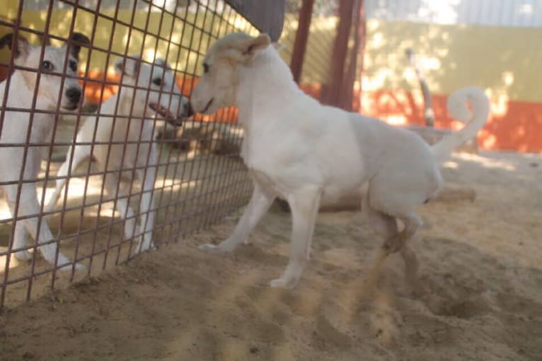 Sasha, an Arabian Village Dog tested with EmbarkVet.com