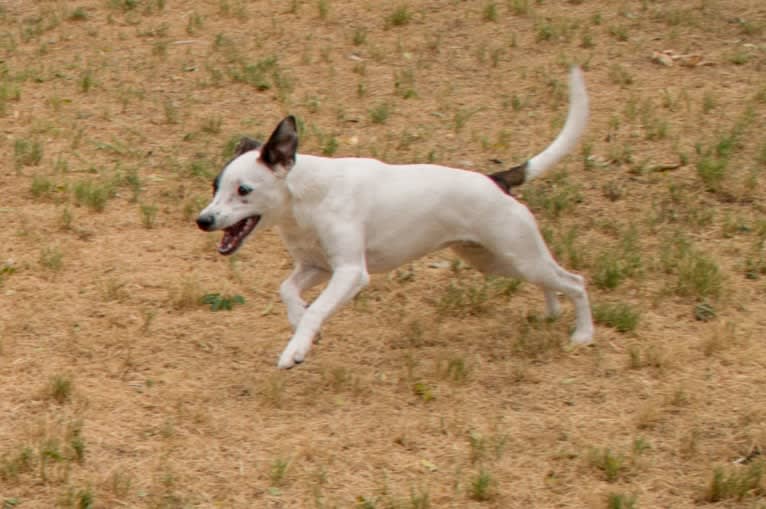 Popcorn, a Border Collie and Whippet mix tested with EmbarkVet.com