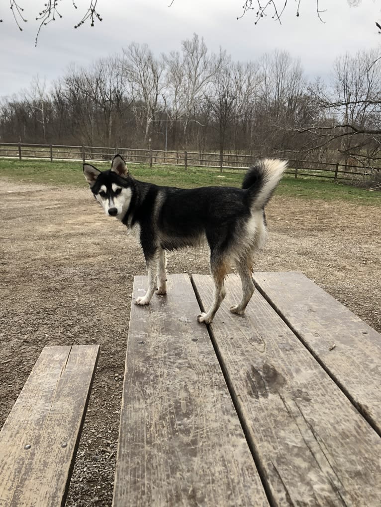 Alaskan klee kai shiba inu mix cheap