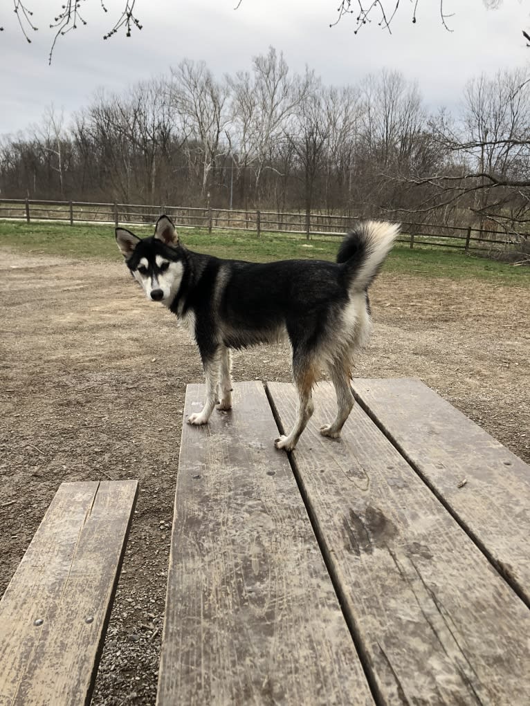 May, an Alaskan Klee Kai and Shiba Inu mix tested with EmbarkVet.com