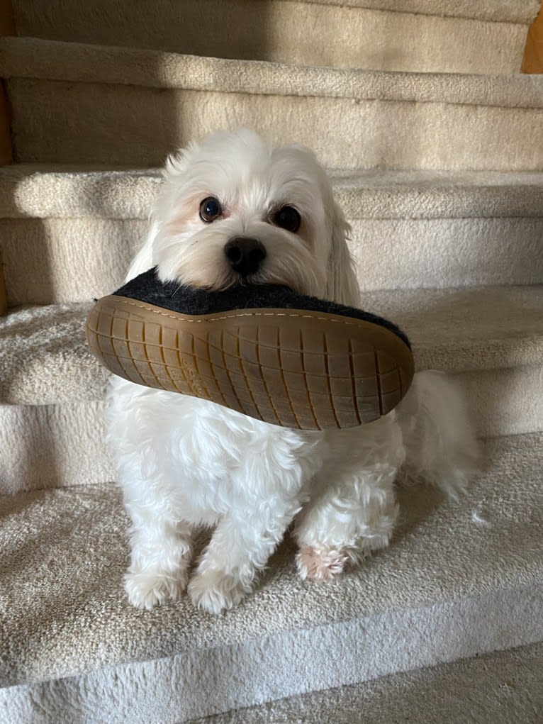 Kimba, a Bichon Frise and Lhasa Apso mix tested with EmbarkVet.com