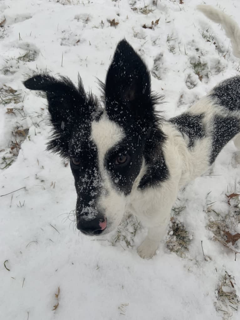 Floyd, a German Shepherd Dog and Australian Cattle Dog mix tested with EmbarkVet.com