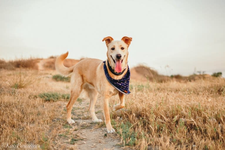 Bentley, a Labrador Retriever and American Pit Bull Terrier mix tested with EmbarkVet.com