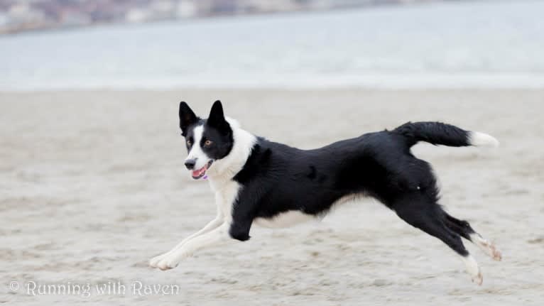 Raven Do II, a Border Collie and Australian Cattle Dog mix tested with EmbarkVet.com