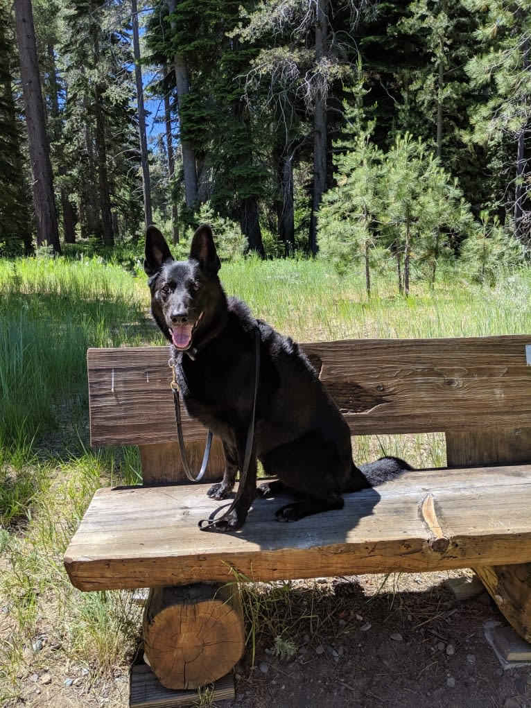 Argo Von Reichenberg, a German Shepherd Dog tested with EmbarkVet.com