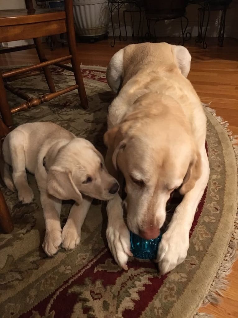 Po, a Labrador Retriever tested with EmbarkVet.com