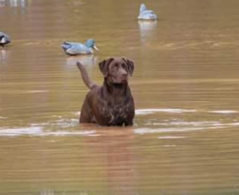 Belle, a Labrador Retriever tested with EmbarkVet.com