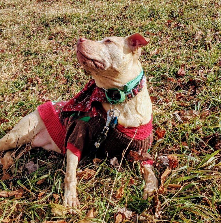 Sweetie, an American Pit Bull Terrier tested with EmbarkVet.com