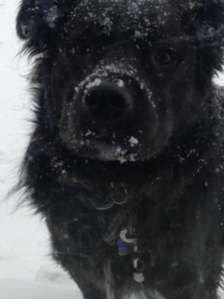 Cooper, an American Pit Bull Terrier and Chow Chow mix tested with EmbarkVet.com