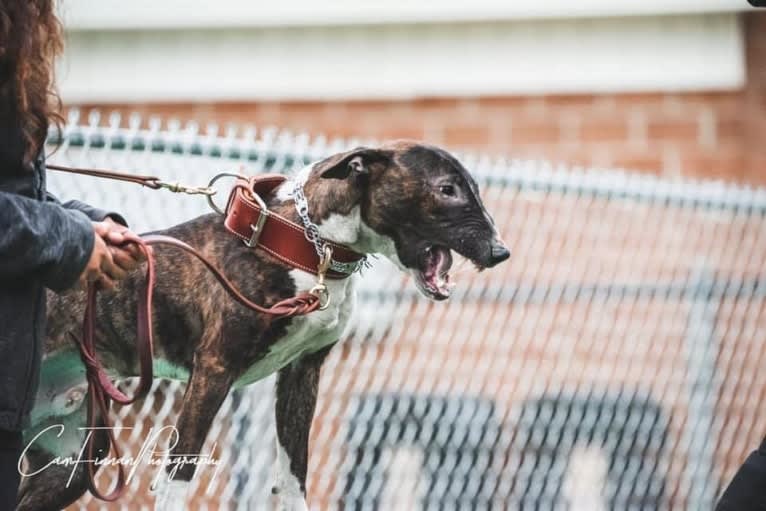 Dippy, a Bull Terrier tested with EmbarkVet.com