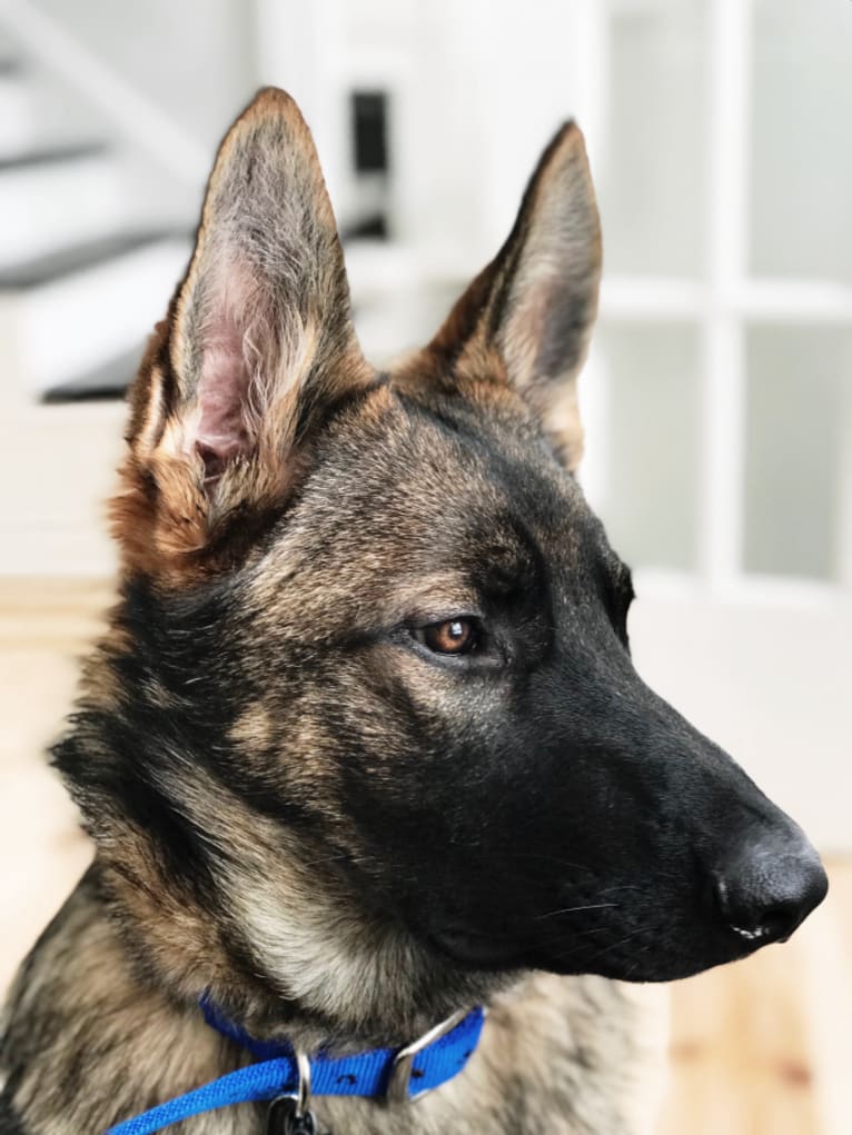 Levi, a German Shepherd Dog tested with EmbarkVet.com
