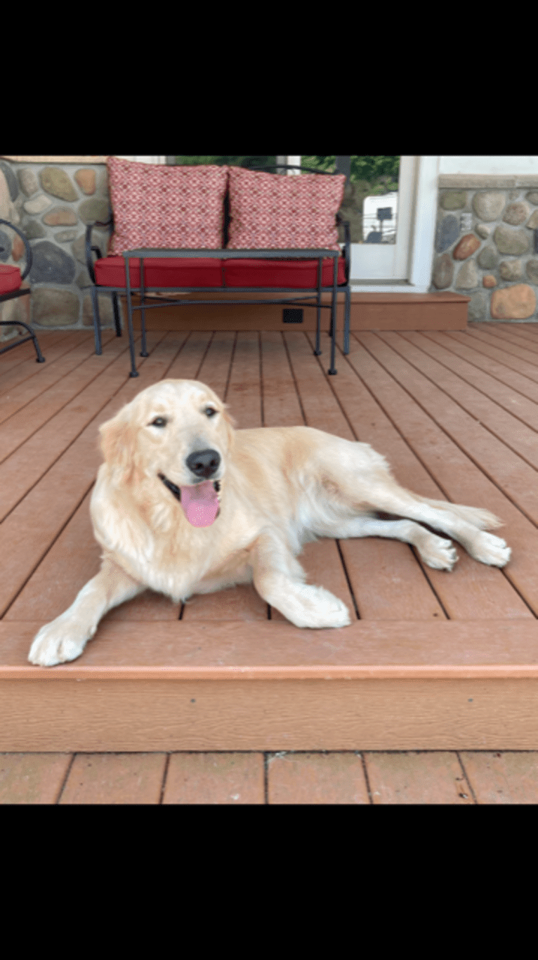 Sugar, a Golden Retriever tested with EmbarkVet.com