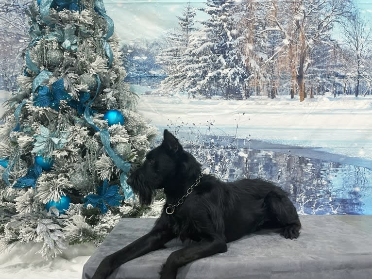 Vaatu, a Black Russian Terrier and Belgian Malinois mix tested with EmbarkVet.com