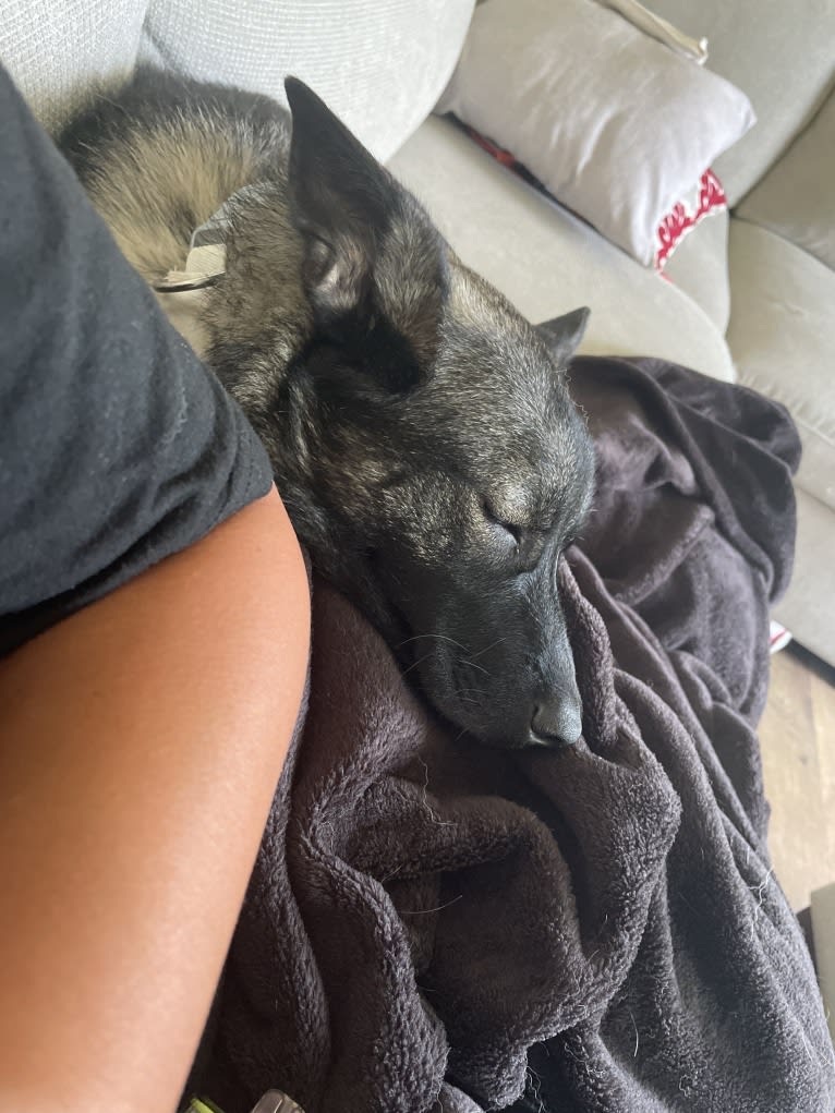 Brutus, a Norwegian Elkhound tested with EmbarkVet.com