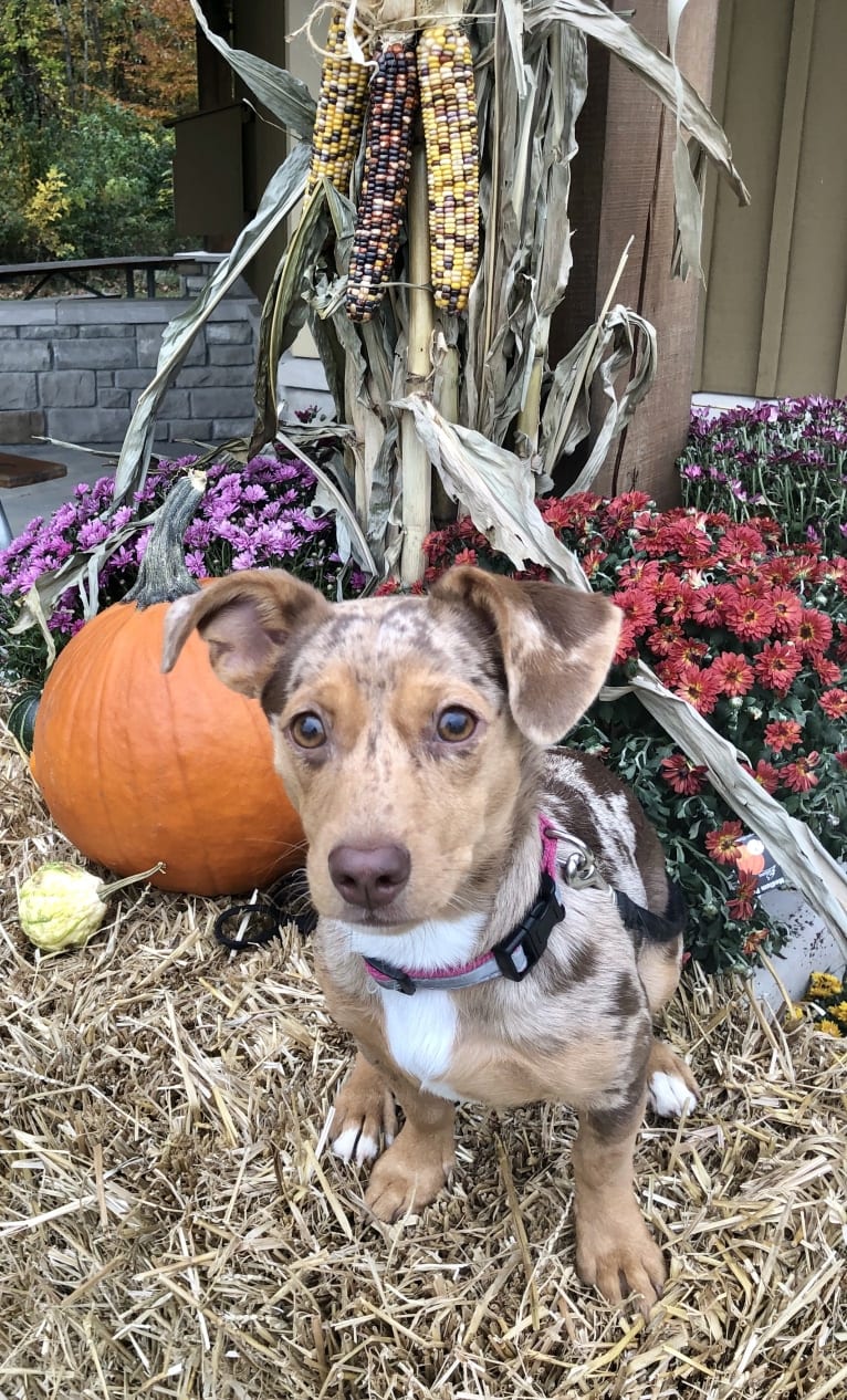 Mokie, a Dachshund and Russell-type Terrier mix tested with EmbarkVet.com