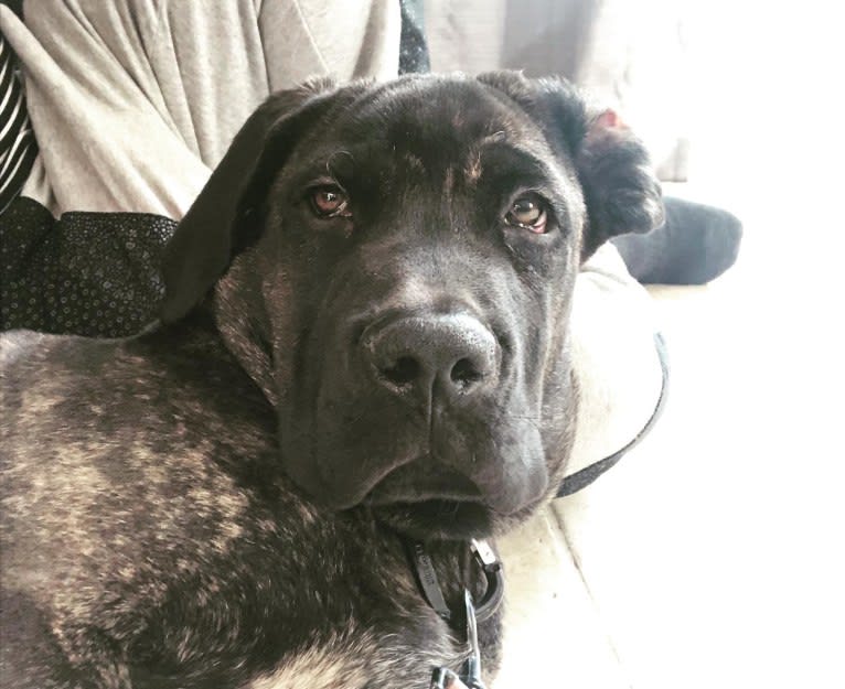 Artie, a Cane Corso tested with EmbarkVet.com