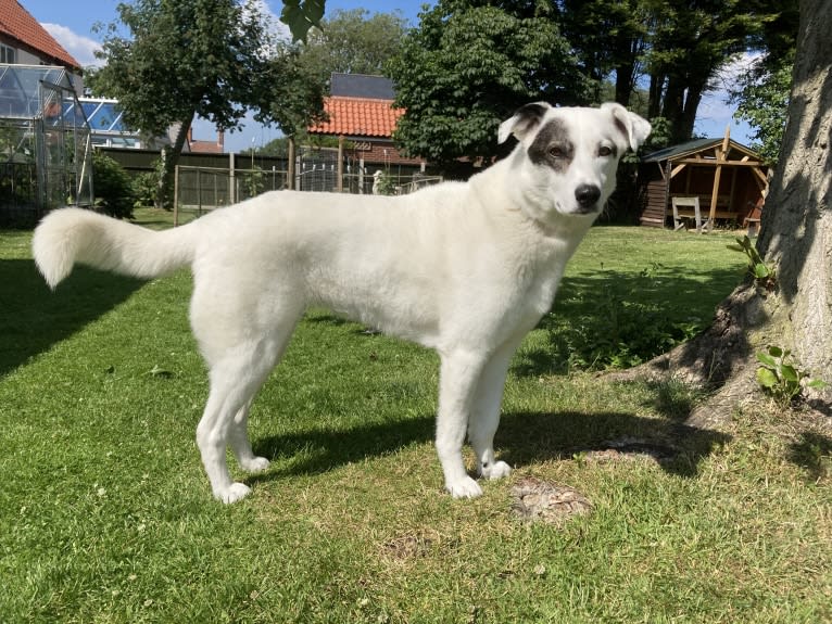 Roma, an European Village Dog tested with EmbarkVet.com