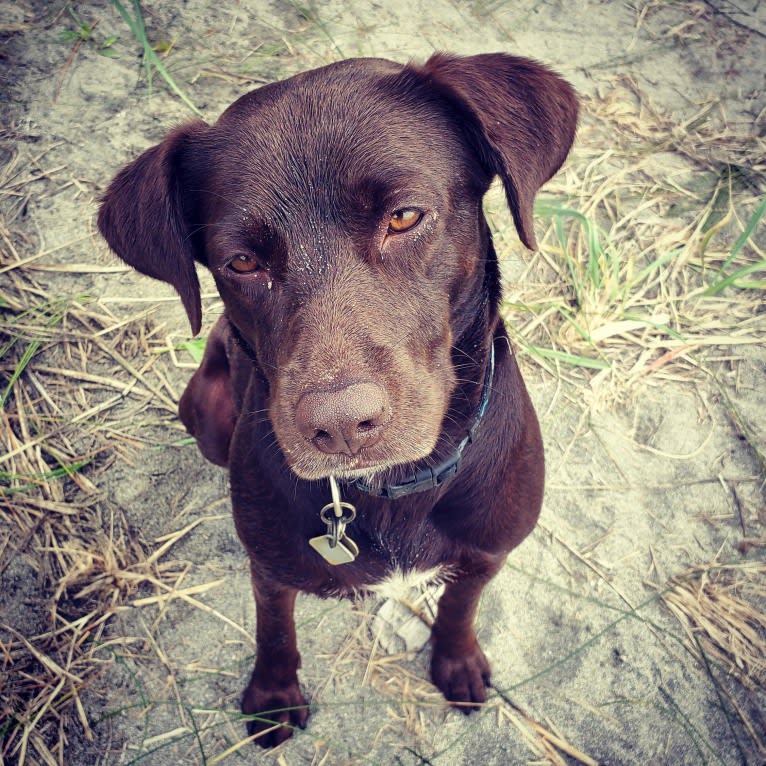 Coco, a Labrador Retriever and English Springer Spaniel mix tested with EmbarkVet.com