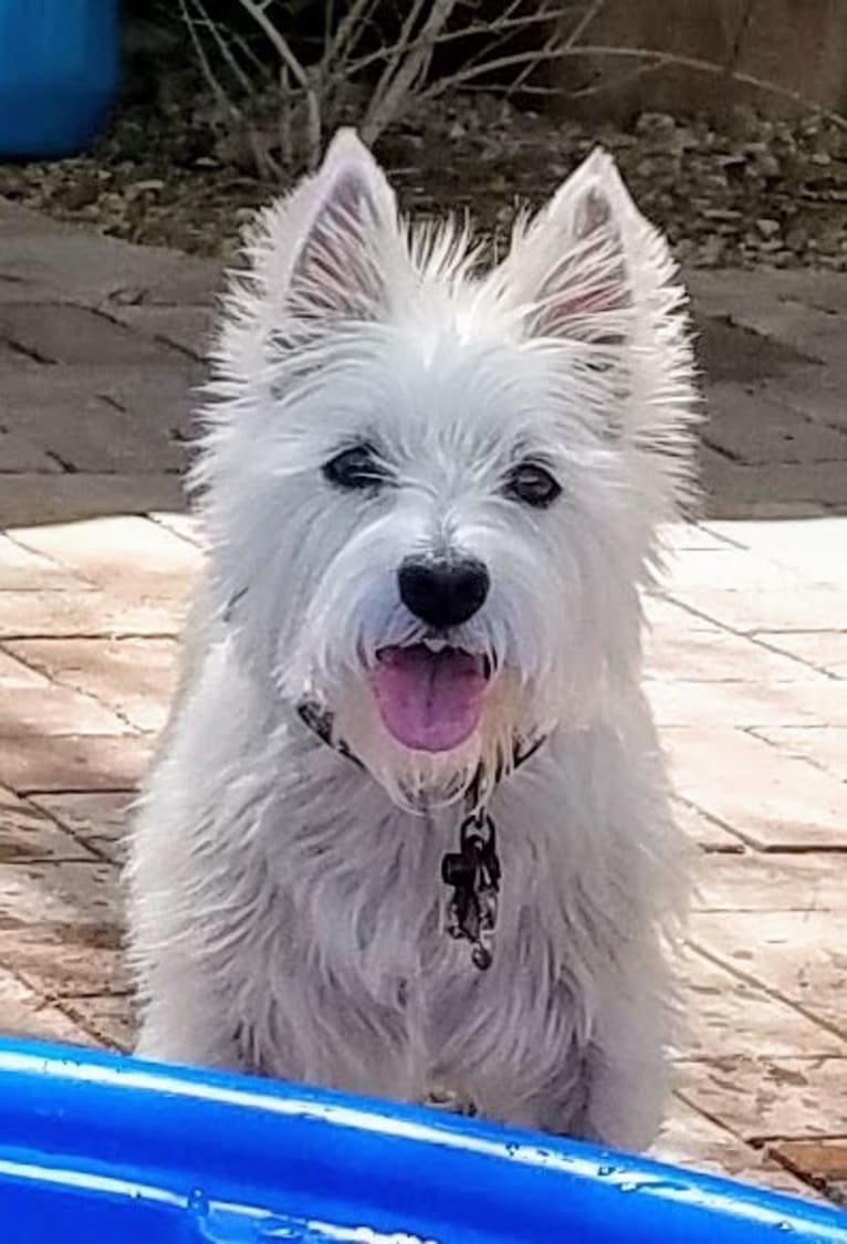 Izzi, a West Highland White Terrier tested with EmbarkVet.com