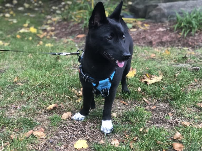 Lucas, an East Asian Village Dog tested with EmbarkVet.com