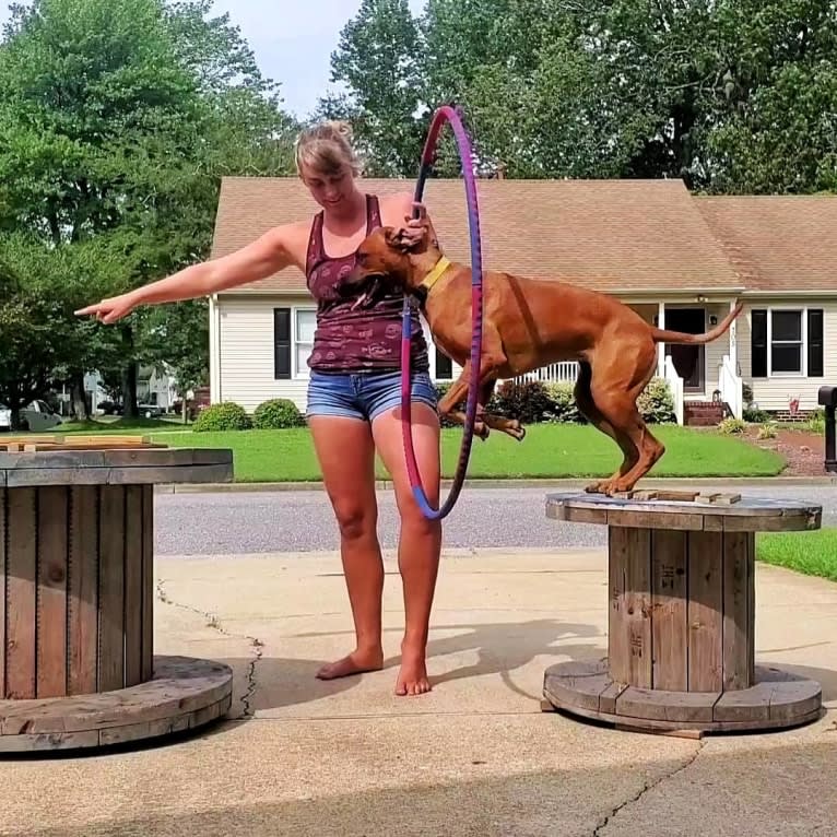 Willow, a Rhodesian Ridgeback tested with EmbarkVet.com