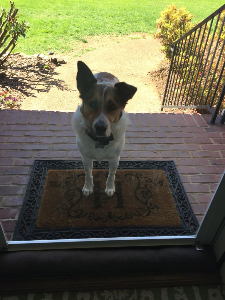 Charlie, a German Shepherd Dog and Labrador Retriever mix tested with EmbarkVet.com