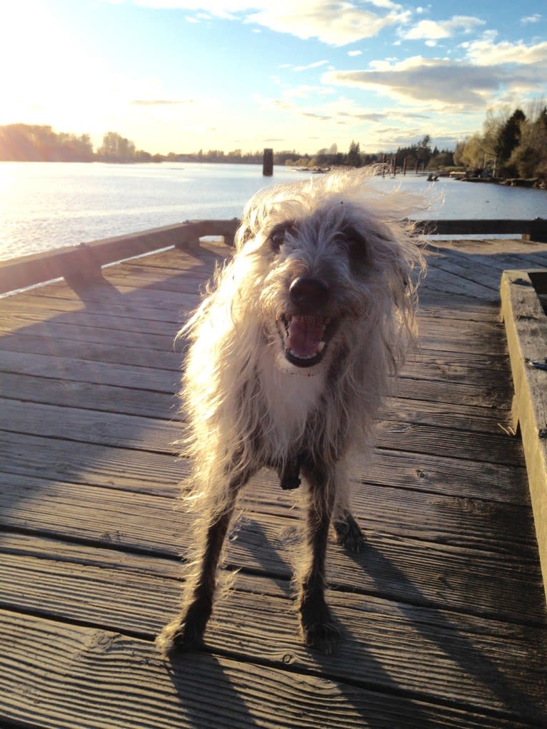 Joey, a Bedlington Terrier and Russell-type Terrier mix tested with EmbarkVet.com