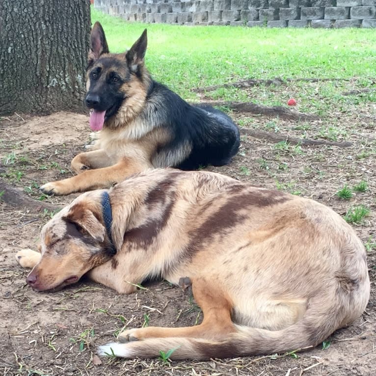 Bauer, an Australian Cattle Dog and Catahoula Leopard Dog mix tested with EmbarkVet.com