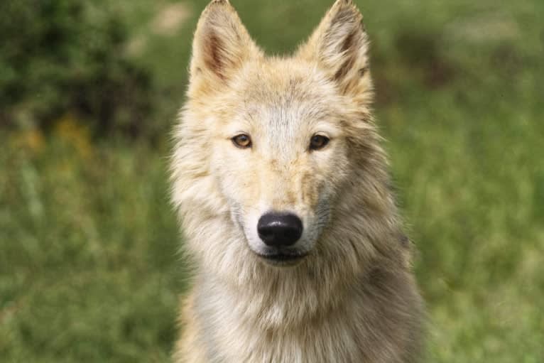 Star Mountain Wolfdogs a dog tested with EmbarkVet.com