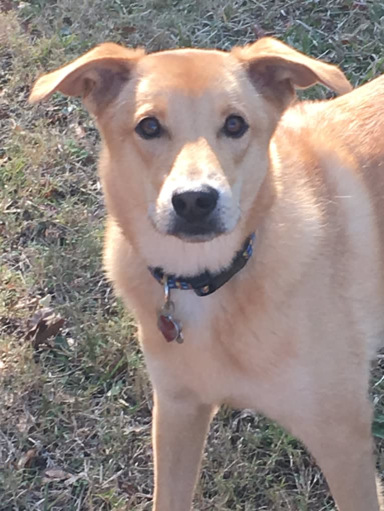 Bucky, a Chow Chow and Rottweiler mix tested with EmbarkVet.com