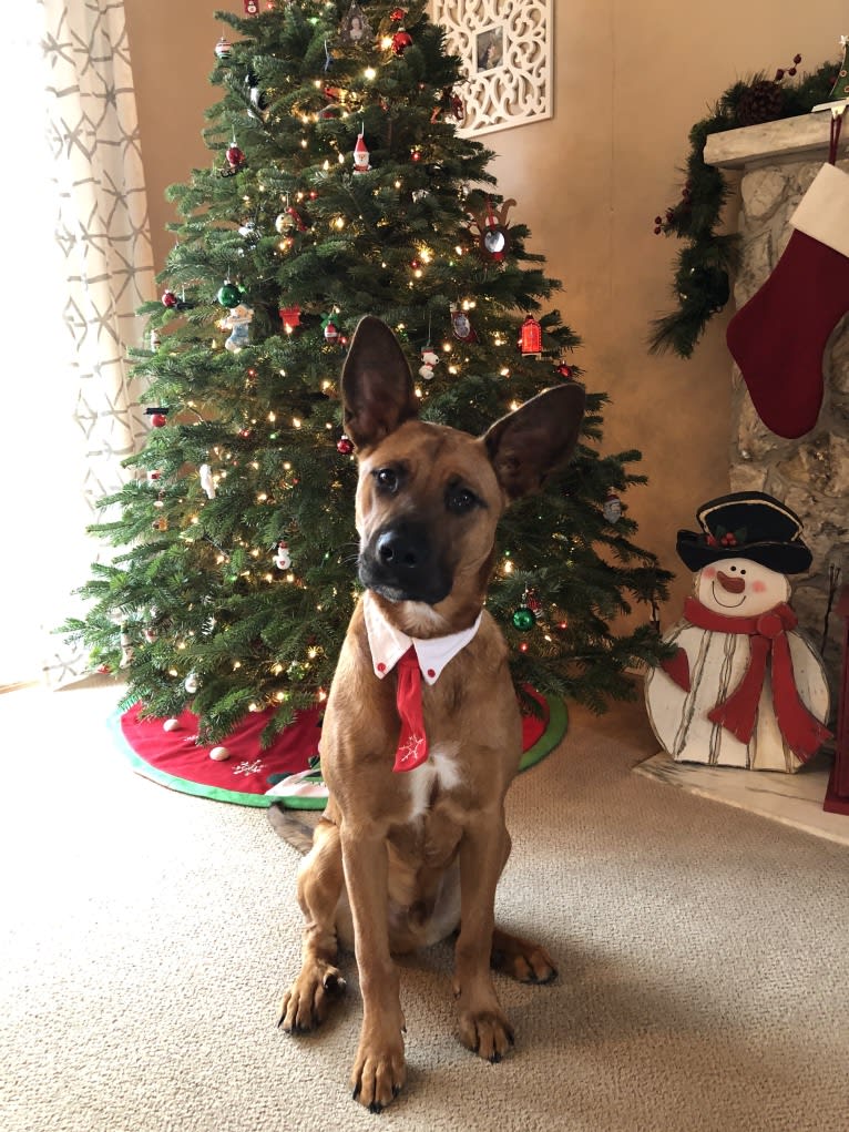 Charlie, a Rottweiler and Alaskan Malamute mix tested with EmbarkVet.com