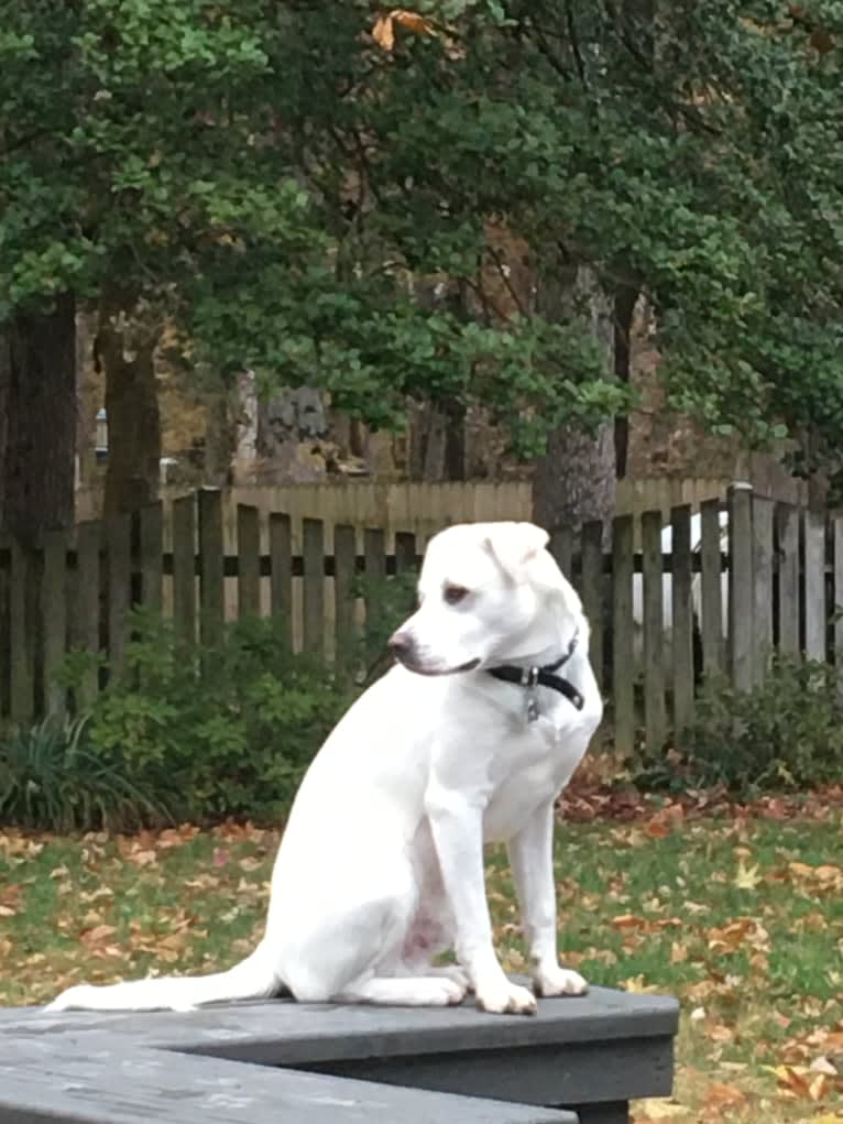 Denali, an American Pit Bull Terrier and Labrador Retriever mix tested with EmbarkVet.com