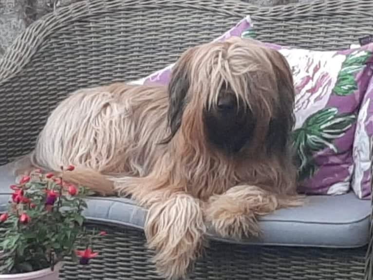 Soukey, a Briard tested with EmbarkVet.com