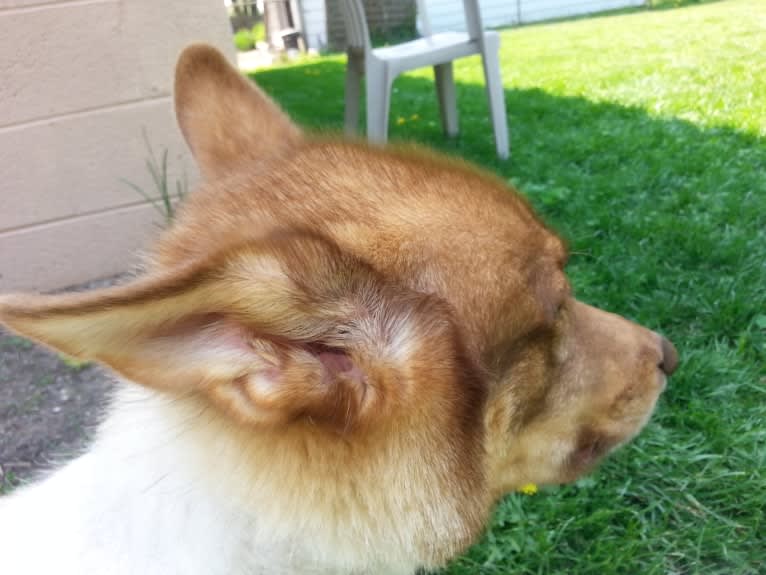 Duvel, a Gerberian Shepsky (18.8% unresolved) tested with EmbarkVet.com