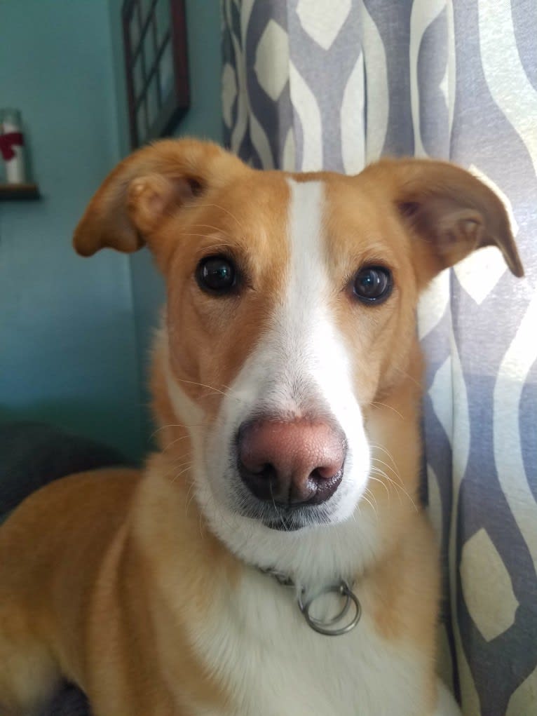 Bailey, a Russell-type Terrier and Shetland Sheepdog mix tested with EmbarkVet.com