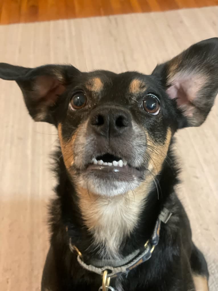 Cody, a Rat Terrier and Cocker Spaniel mix tested with EmbarkVet.com