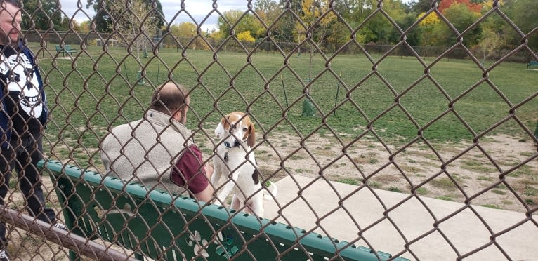 Little Joe, aka "Scar Face,"  Our #1 Hound Dog, a Treeing Walker Coonhound tested with EmbarkVet.com