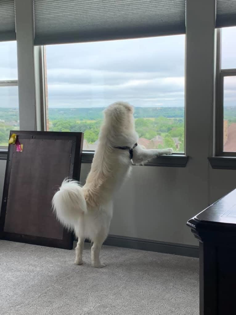 Ozzy, a Great Pyrenees tested with EmbarkVet.com