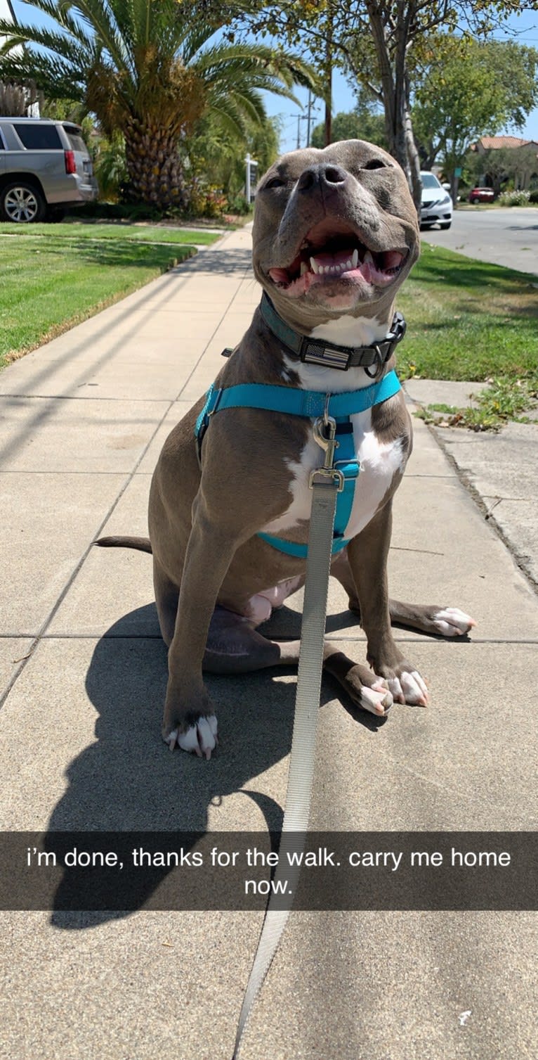 Indigo, an American Bully tested with EmbarkVet.com