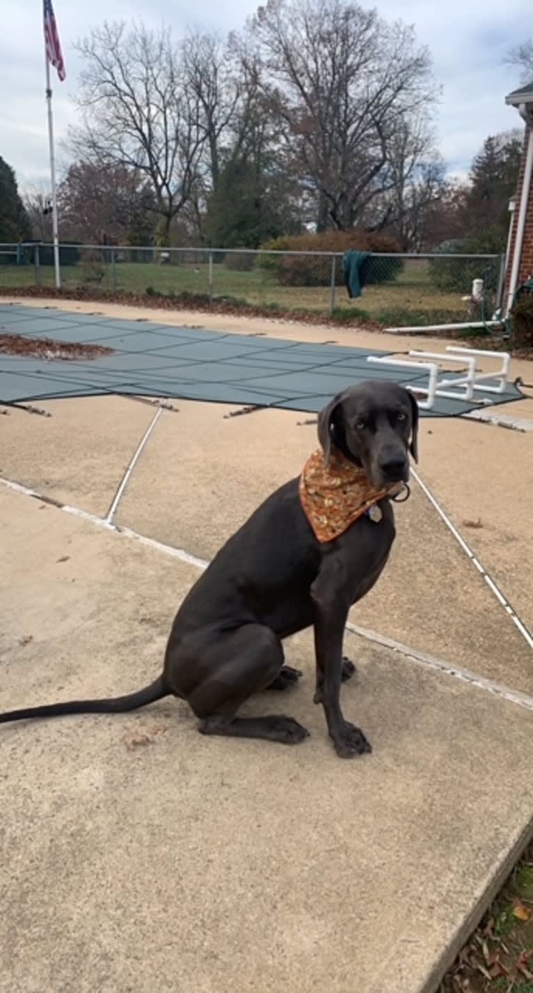 Knox, a Weimaraner tested with EmbarkVet.com