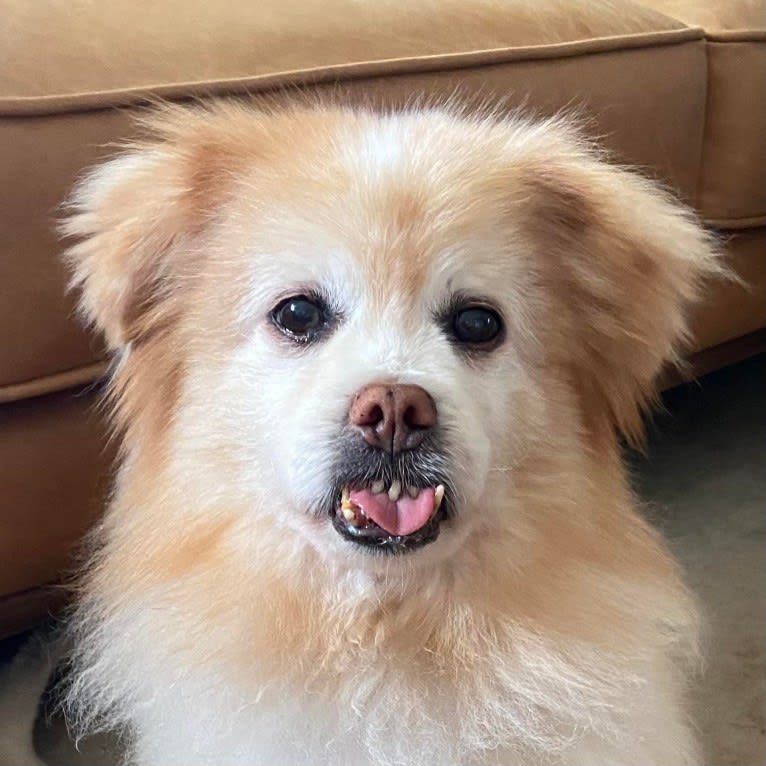 Macchiato, a Pekingese and Chihuahua mix tested with EmbarkVet.com