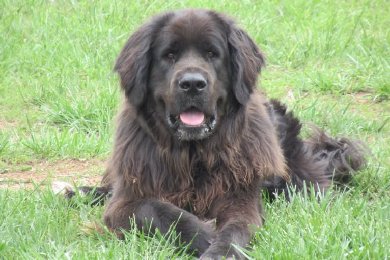 Bosco, a Saint Bernard and Labrador Retriever mix tested with EmbarkVet.com